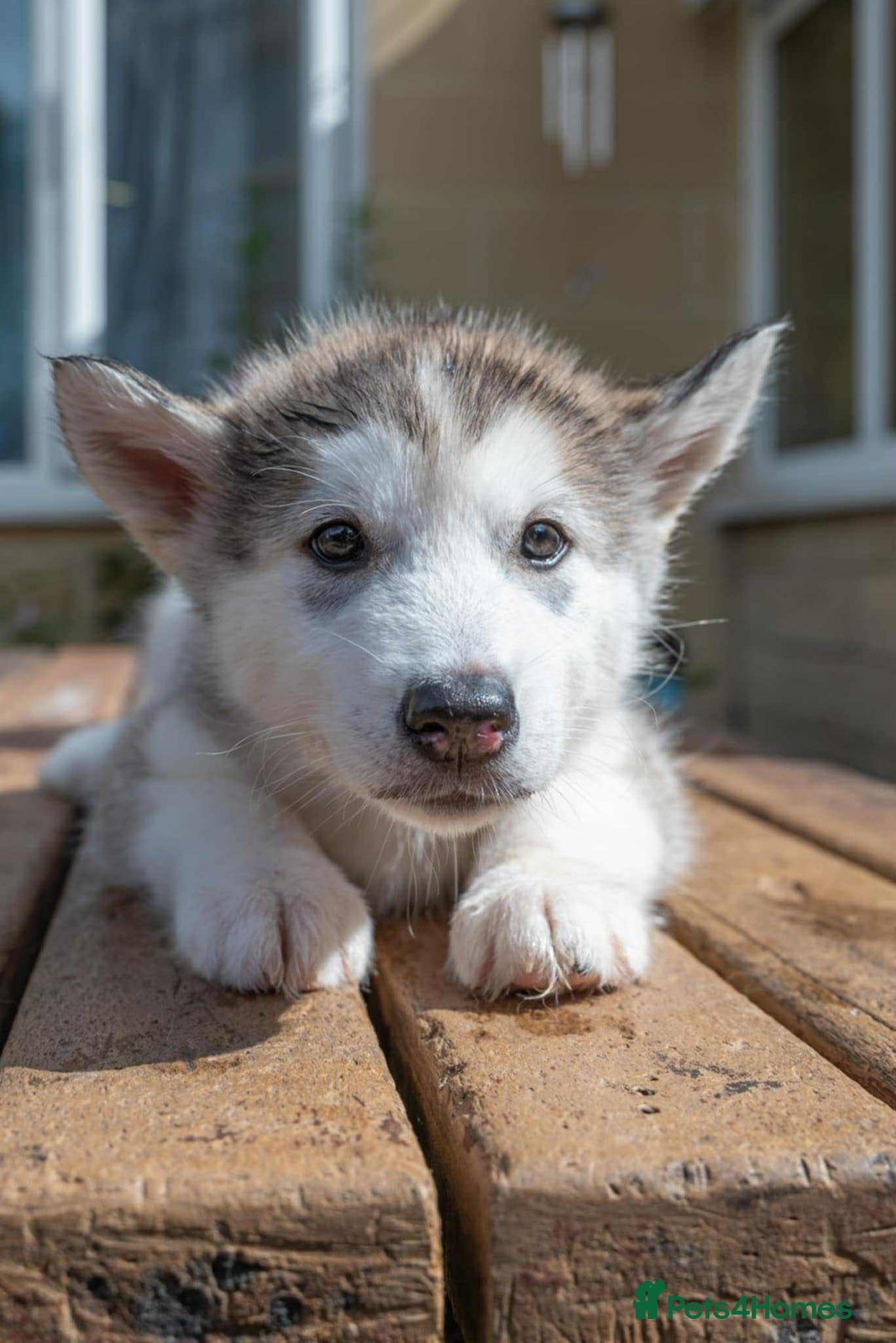 Mixed Breed dogs for sale: Fully vaccinated husky/Malamute Puppies. 3 Left  - Image 19
