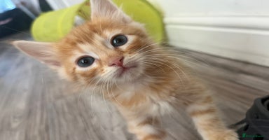 Mixed Breed cats - Advert 15