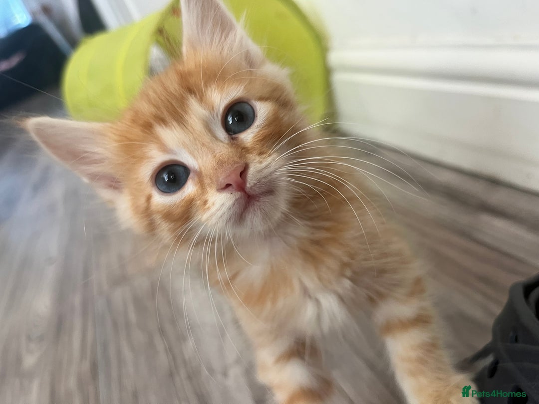 Mixed Breed cats for sale: Pixie bob mixed kittens - Image 12