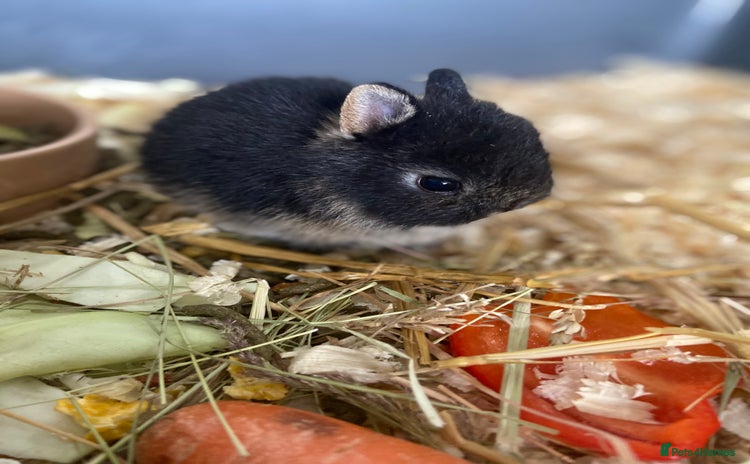 Netherland Dwarf rabbits - Advert 7