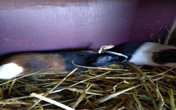 Guinea Pig rodents for sale: Baby female guinea pig and a pair of males.  - Image 1