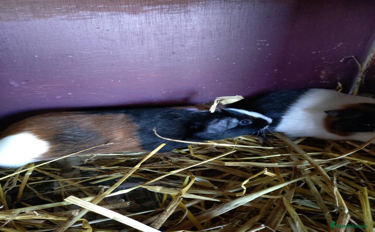 Guinea Pig rodents for sale - Advert 1