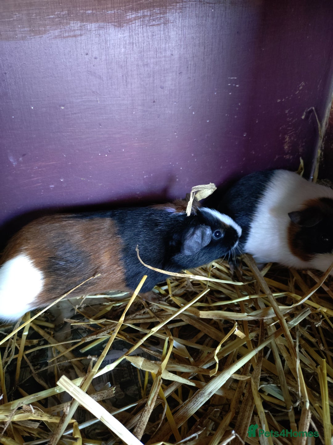 Guinea Pig rodents for sale: Baby female guinea pig and a pair of males.  - Image 1