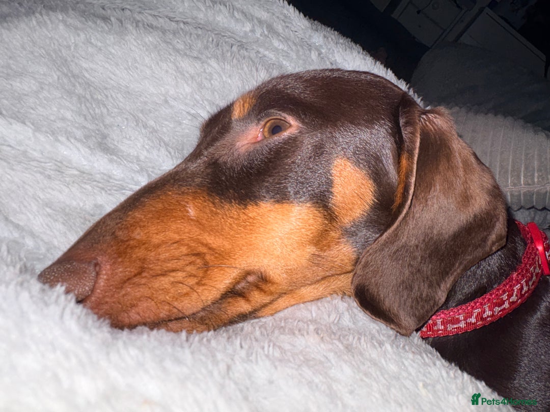 Dachshund dogs for sale: Miniature dachshund 8 months old Male - Advert 4