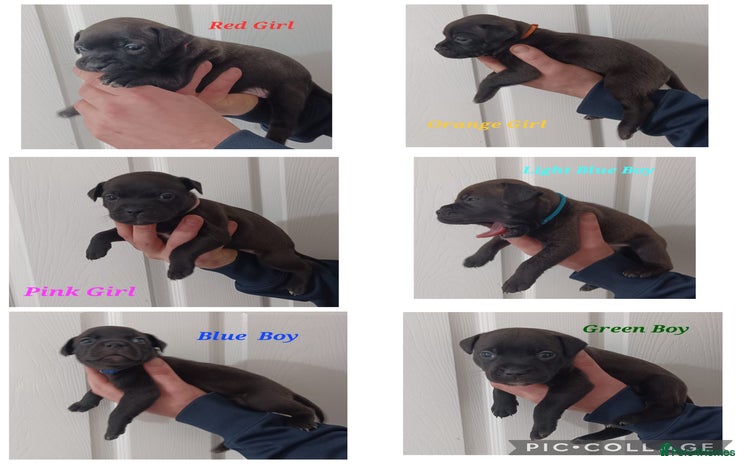 Staffordshire Bull Terrier dogs - Advert 1