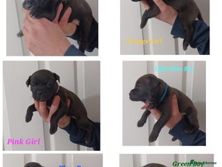 Staffordshire Bull Terrier dogs - Advert 7