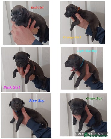 Staffordshire Bull Terrier dogs - Advert 1