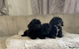 Cockapoo dogs for sale:  pra clear cockapoo puppy’s ready in 1 weeks - Image 13