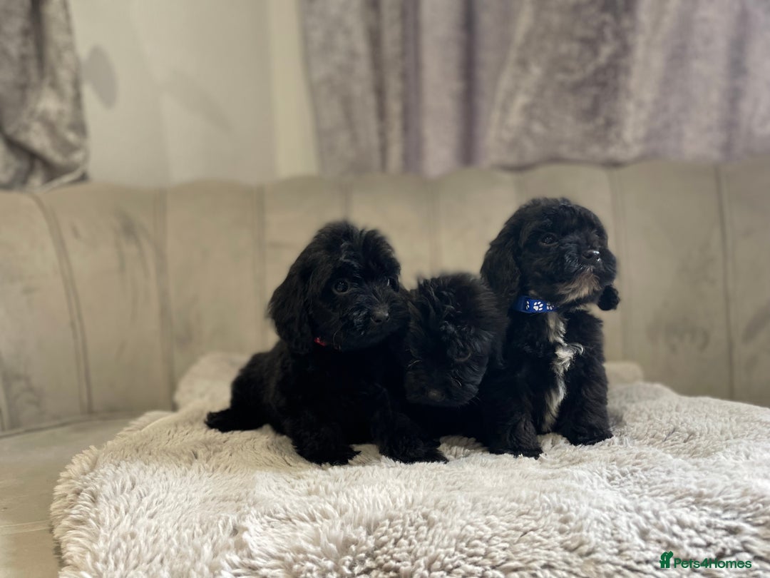 Cockapoo dogs for sale:  pra clear cockapoo puppy’s ready in 1 weeks - Image 13