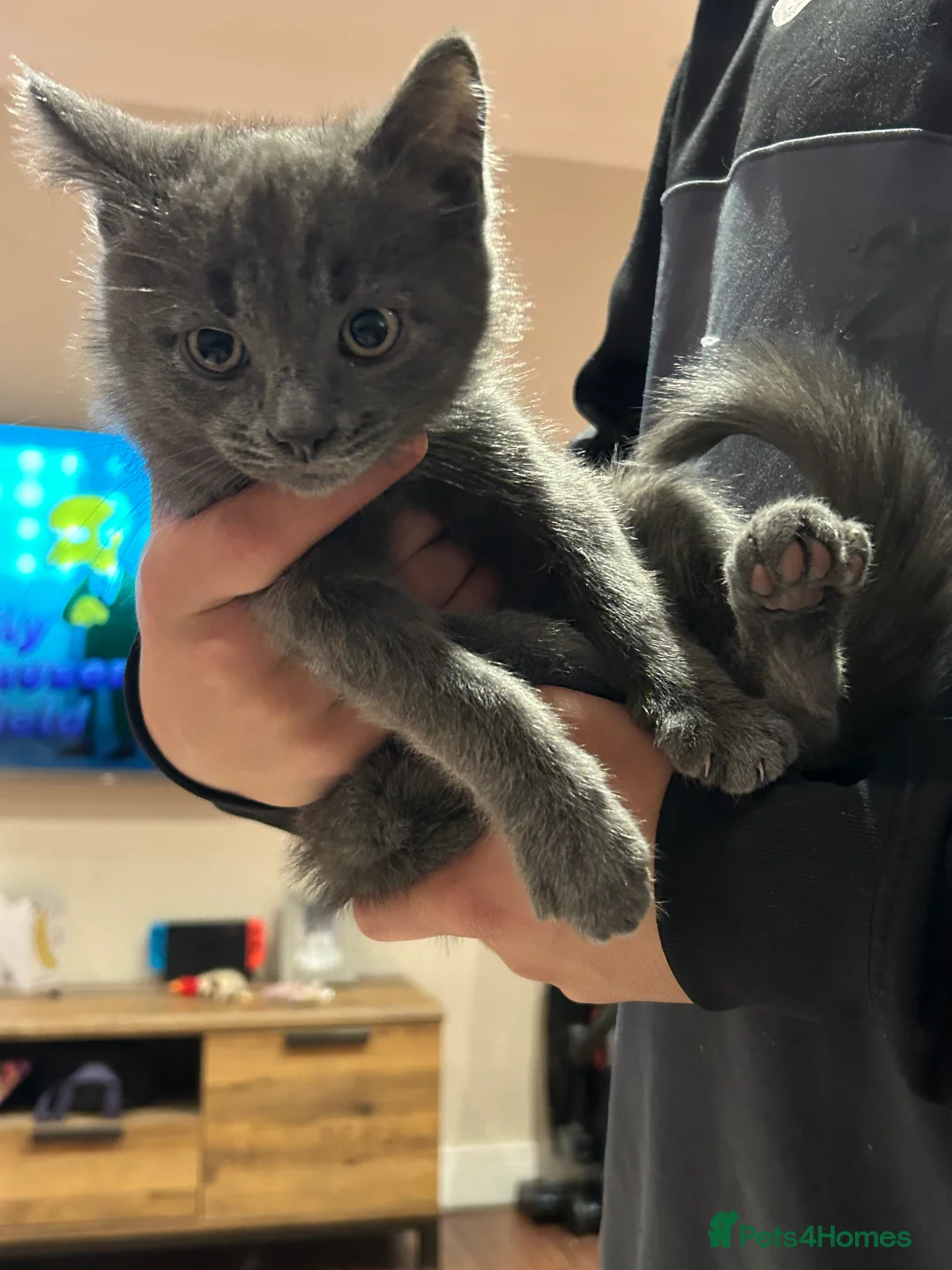 Mixed Breed cats for sale: 5 Adorable Kittens ready for their forever homes - Advert 14