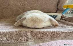 Mini Lop rabbits for sale: Friendly mini lop babies ready 14 August - Image 12