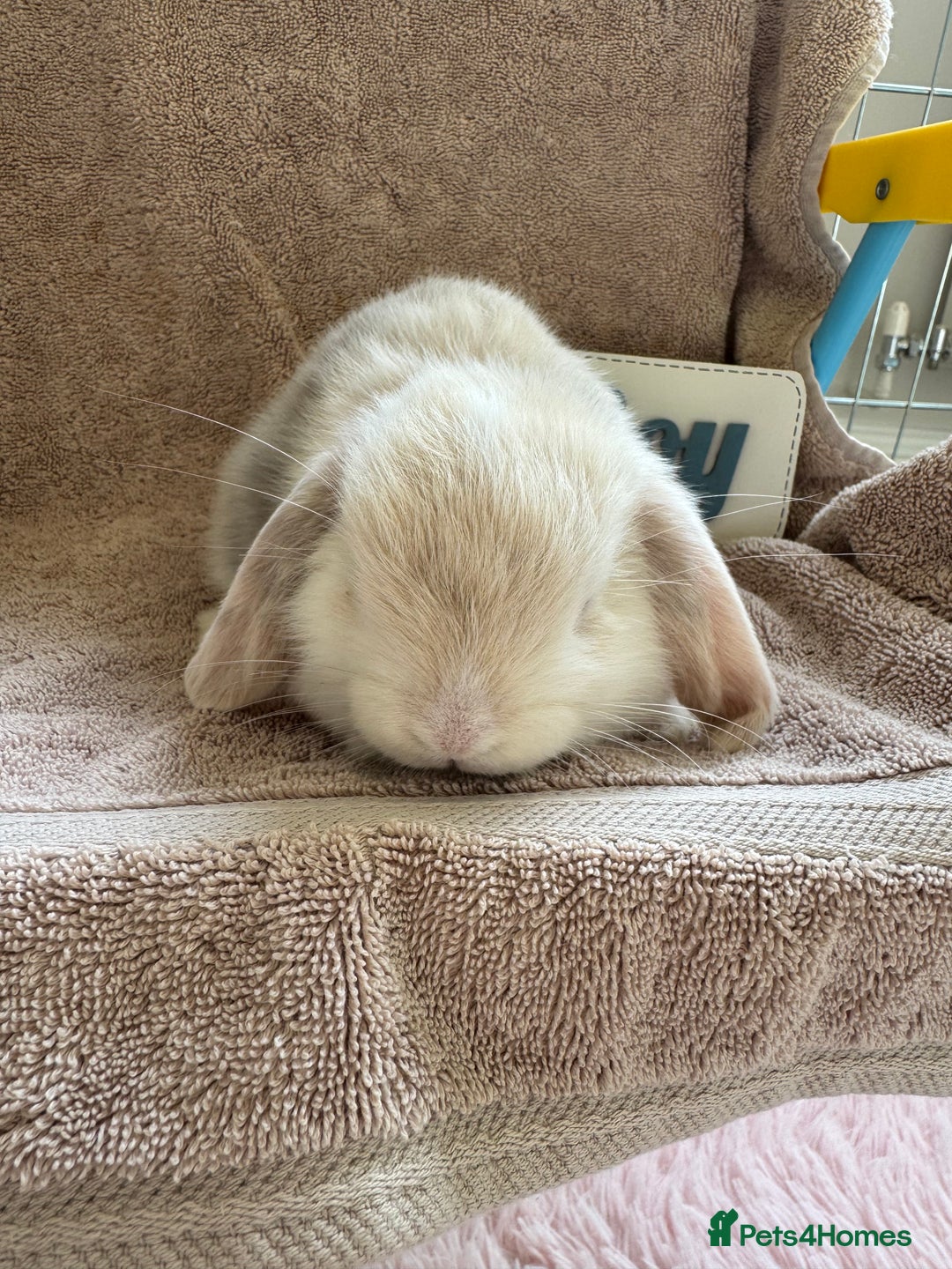 Mini Lop rabbits for sale: Friendly mini lop babies ready 14 August - Image 12