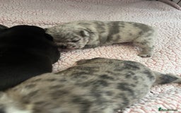 French Bulldog dogs for sale: 5 beautiful French bulldogs for sale - Image 7