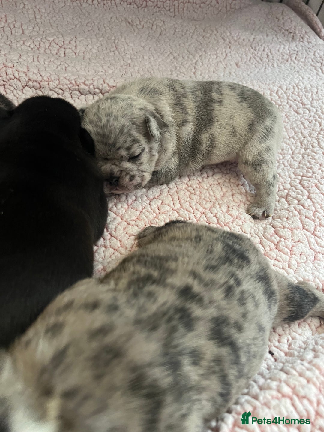 French Bulldog dogs for sale: 5 beautiful French bulldogs for sale - Image 7