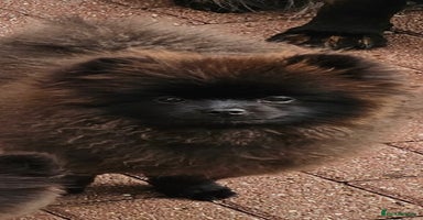 Pomeranian dogs - Advert 7