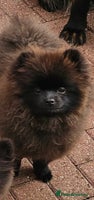 Pomeranian dogs - Advert 7