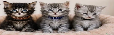 Maine Coon 2