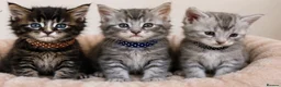 Maine Coon cats for sale: Maine coon kittens for sale 🩷💙 in Loughton - Advert 6
