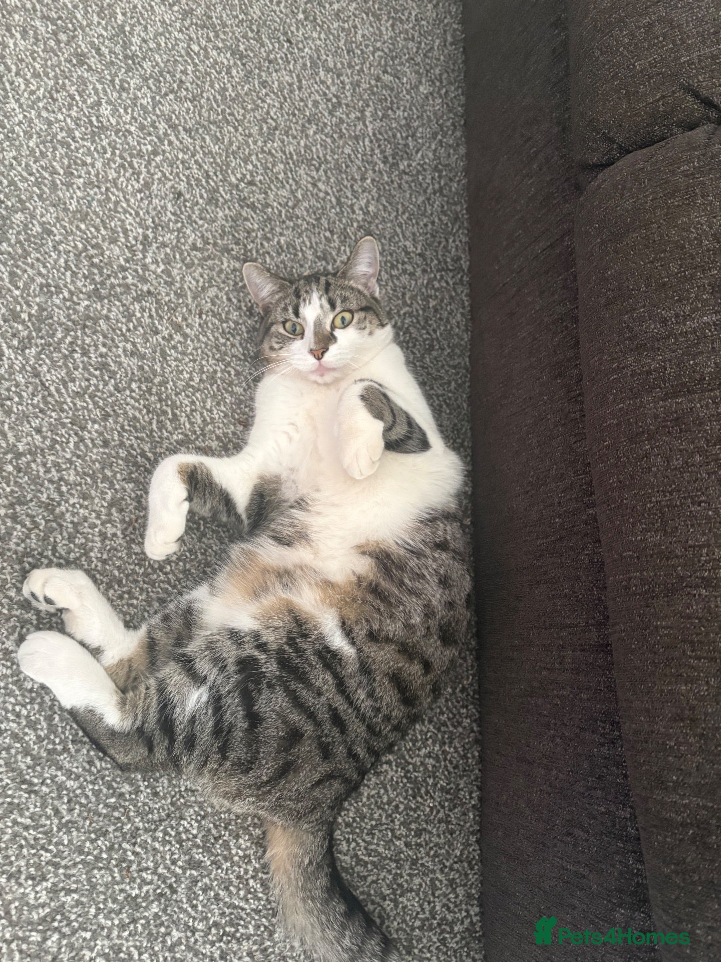 Mixed Breed cats Ivy looking for a new home - Advert 1