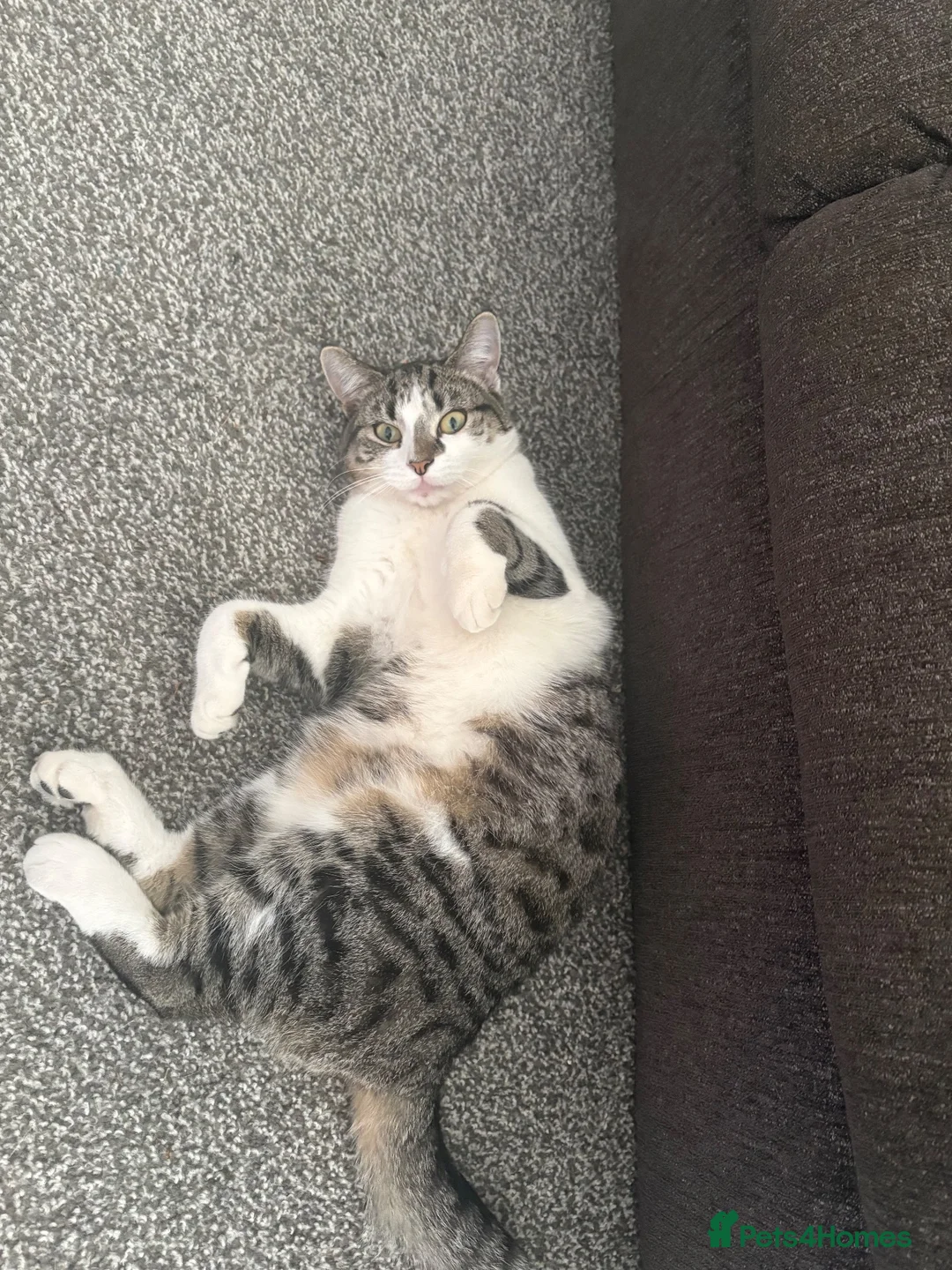Mixed Breed cats for sale: Ivy looking for a new home - Advert 1