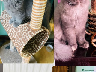 British Longhair cats - Advert 14