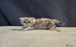 British Shorthair cats for sale: Kittens - Image 4