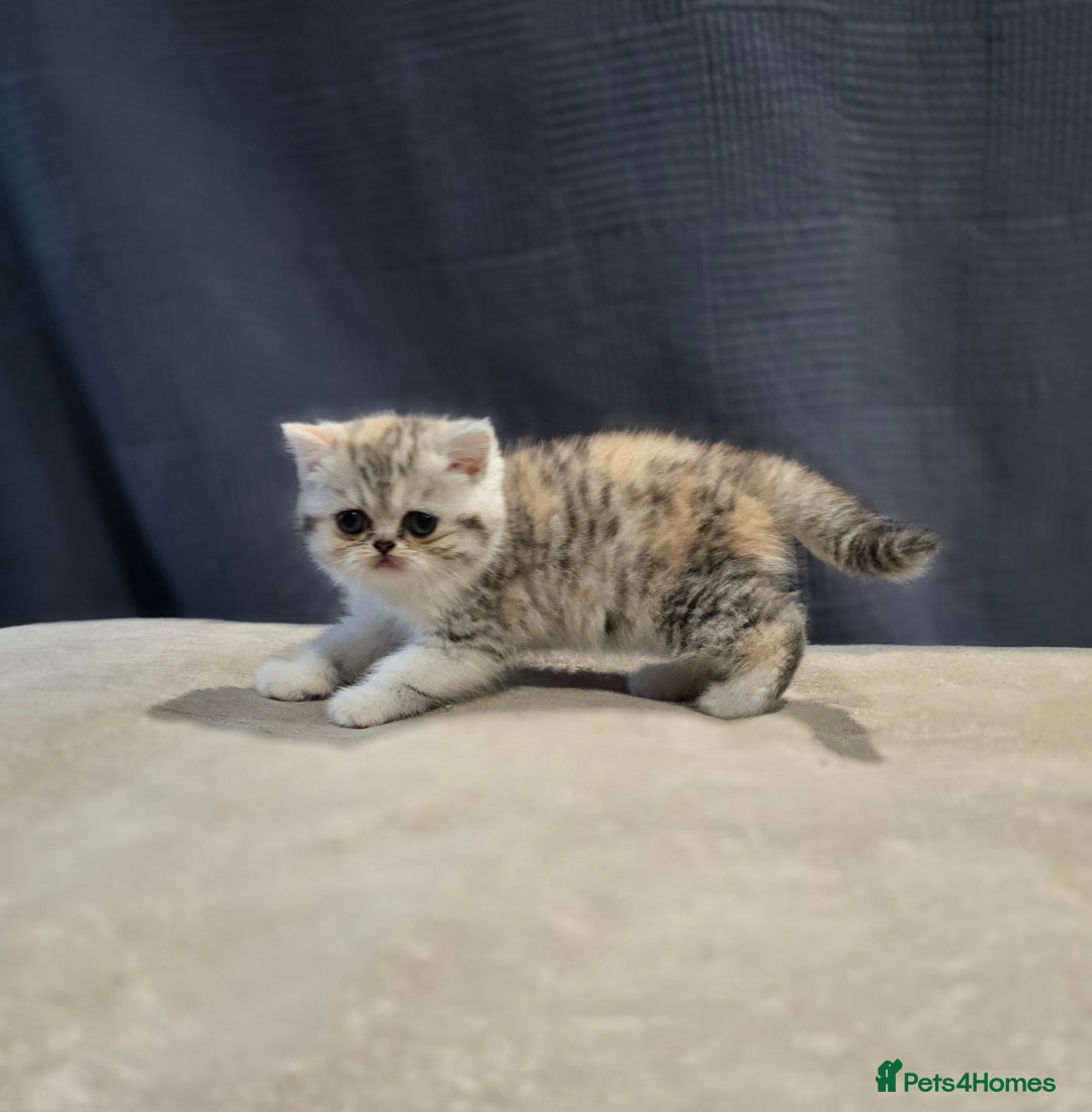 British Shorthair cats for sale: Kittens - Image 4