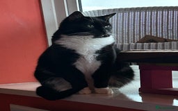 Mixed Breed cats for sale: Nuka  - Image 9