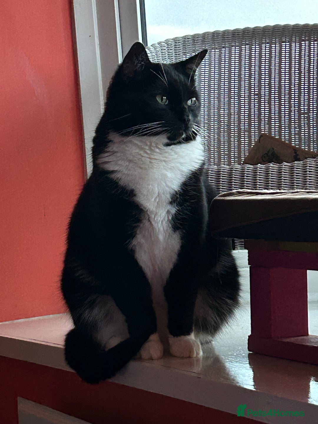 Mixed Breed cats for sale: Nuka  - Image 9