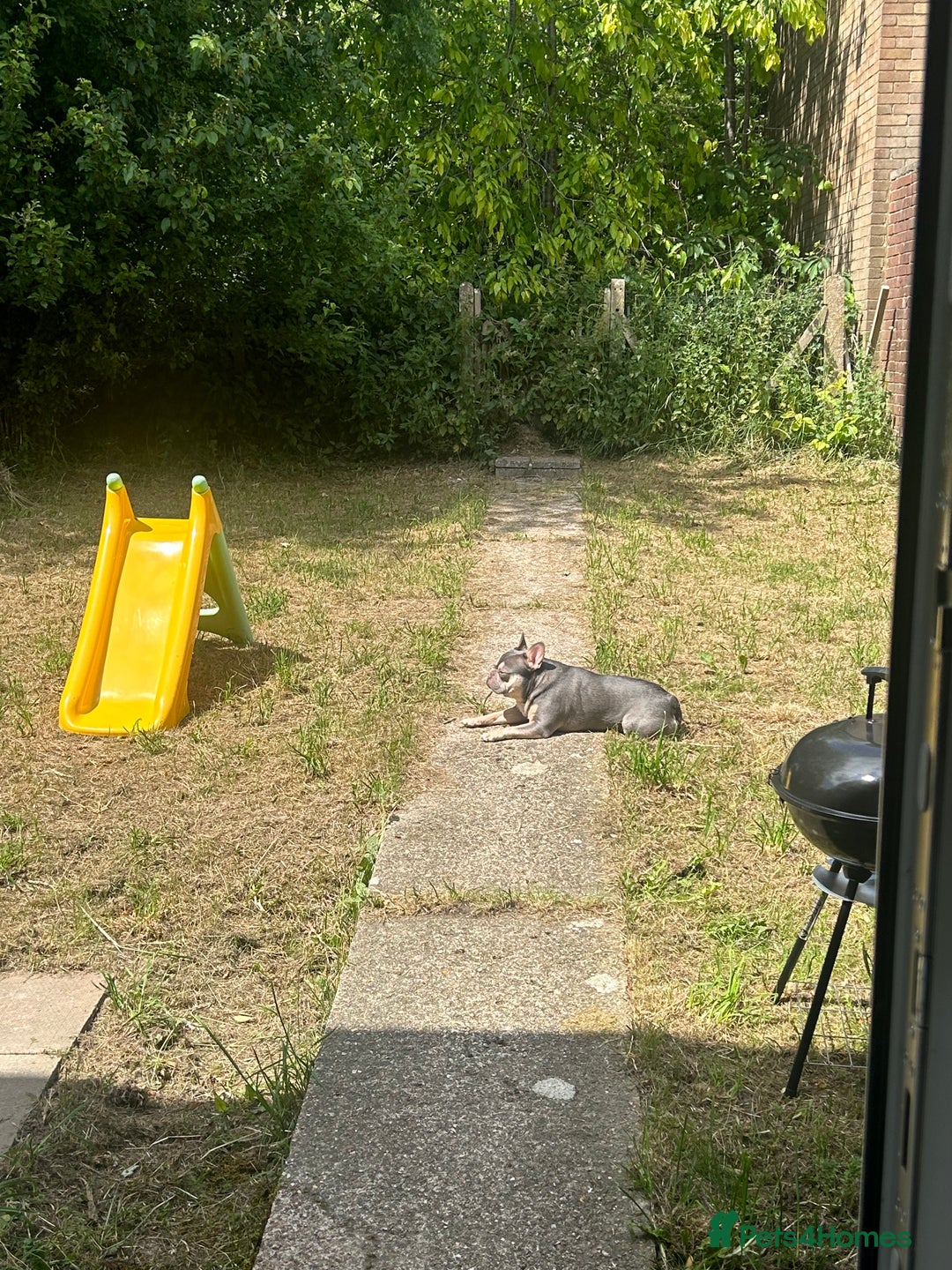 French Bulldog dogs for sale: BLUE AND TAN FRENCH BULLDOG 2years old  - Image 4