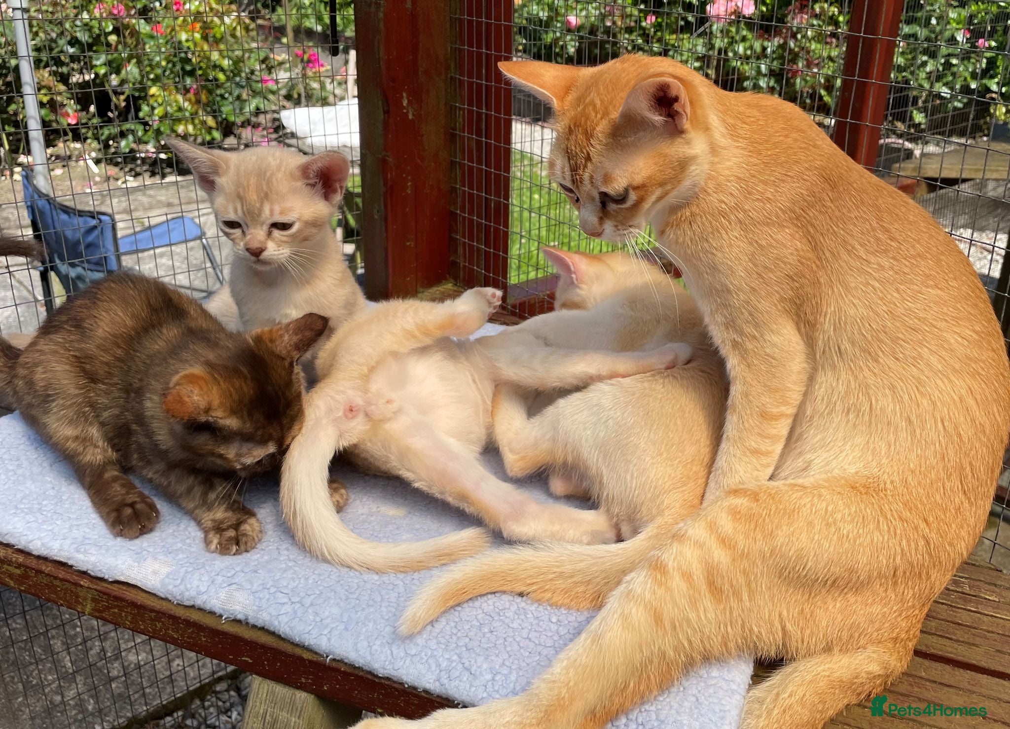Asian cats Quality Pedigree Registered Asian Kittens - Advert 5