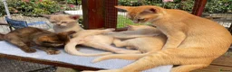 Asian cats for sale: Quality Pedigree Registered Asian Kittens in Saint Austell - Advert 1