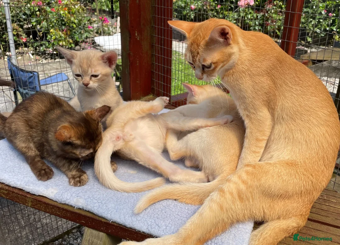 Asian cats for sale: Quality Pedigree Registered Asian Kittens in Saint Austell - Advert 1