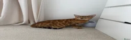 Bengal cats for sale: ✨ READY NOW - Pedigree Bengal Kitten Boy✨ - Advert 9