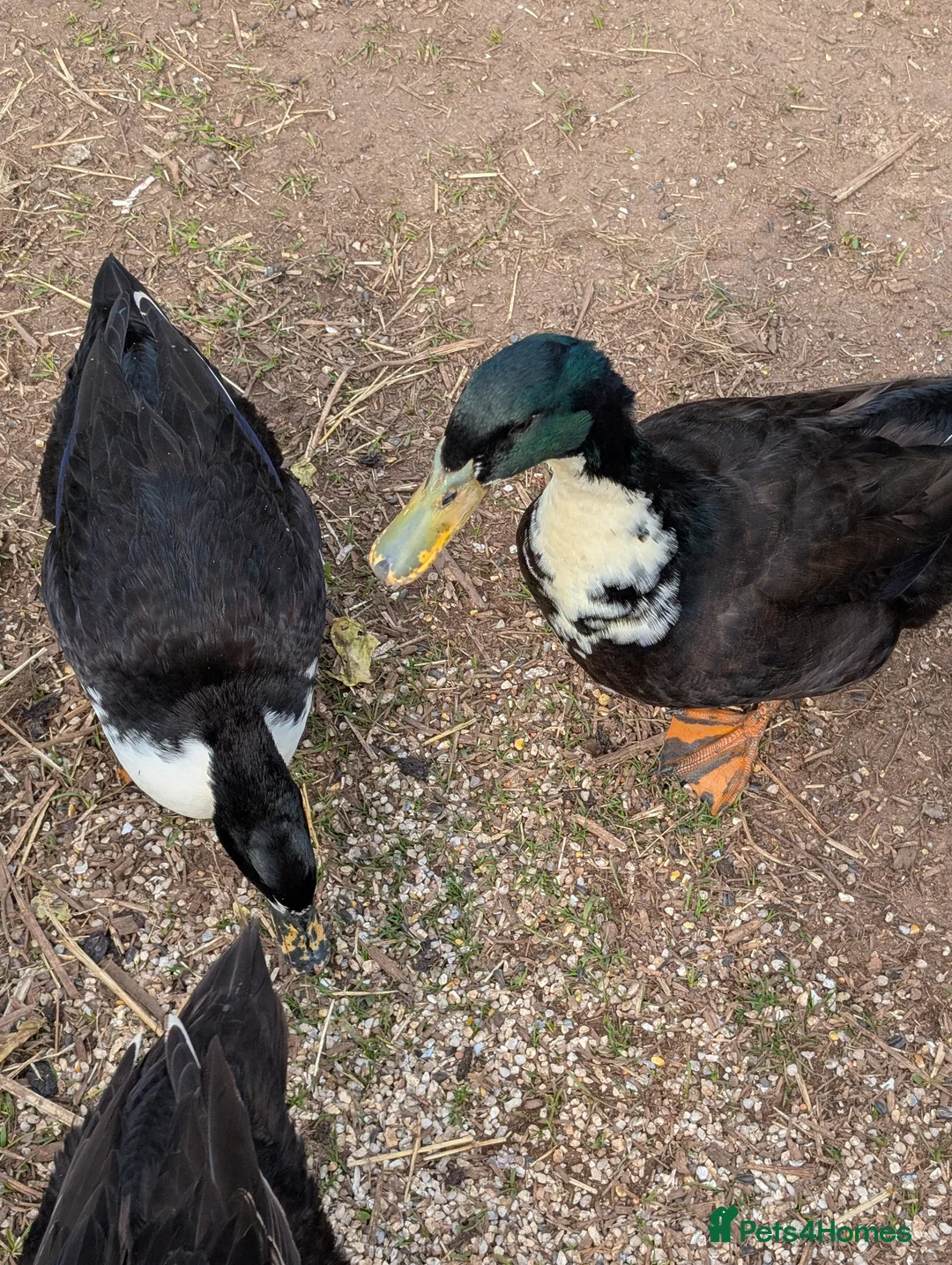 Ducks poultry for sale: Gorgeous Khaki Campbell cross Aylesbury drake - Advert 8