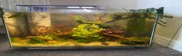 Pufferfish fish for sale: Complete setup available - pea puffers, Corys etc in Worcester - Advert 3