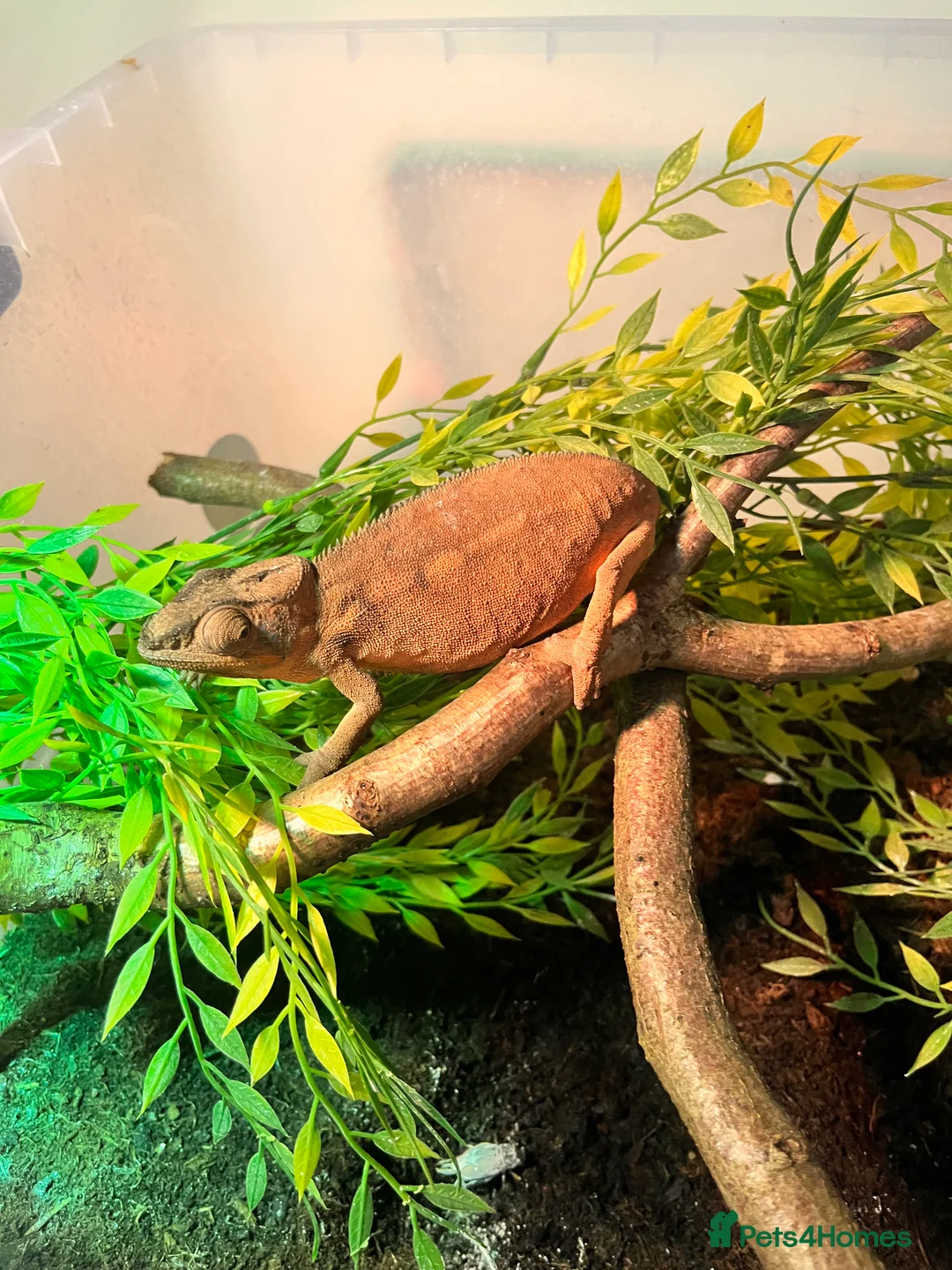 Chameleon reptiles for sale: Ambilobe Panther Chameleons - Advert 5