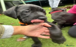 Mixed Breed dogs for sale: Cane corso/Great Dane puppies for sale ✨✨ - Image 12
