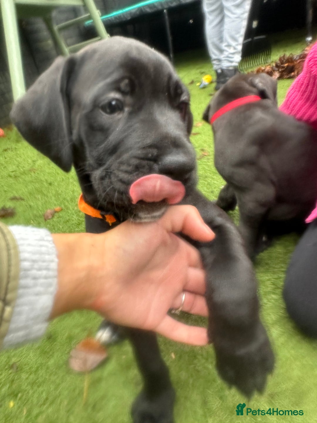 Mixed Breed dogs for sale: Cane corso/Great Dane puppies for sale ✨✨ - Image 12