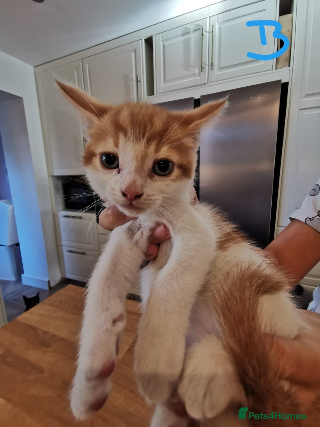 Mixed Breed cats for sale: Beautiful kittens ready now - Image 17