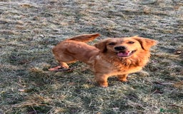 Golden Retriever dogs for sale: KC Registered Golden Retriever Puppies  - Image 15