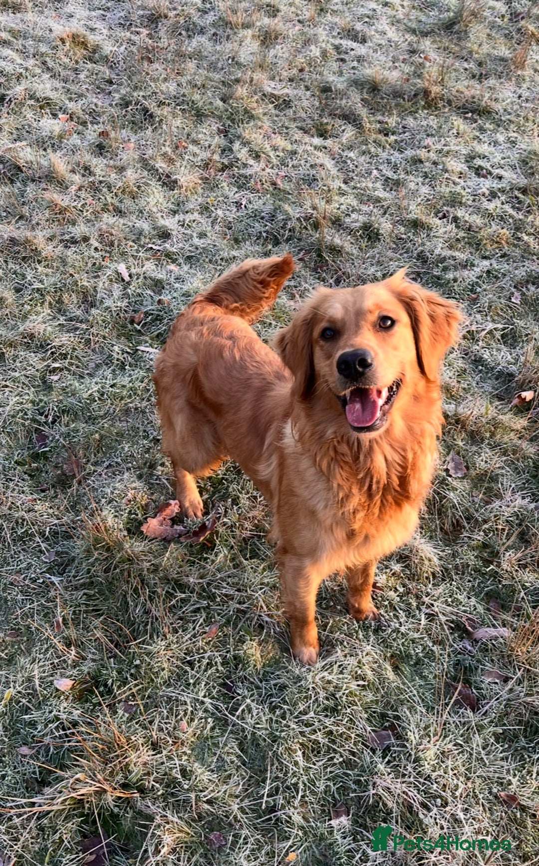 Golden Retriever dogs for sale: KC Registered Golden Retriever Puppies  - Image 15