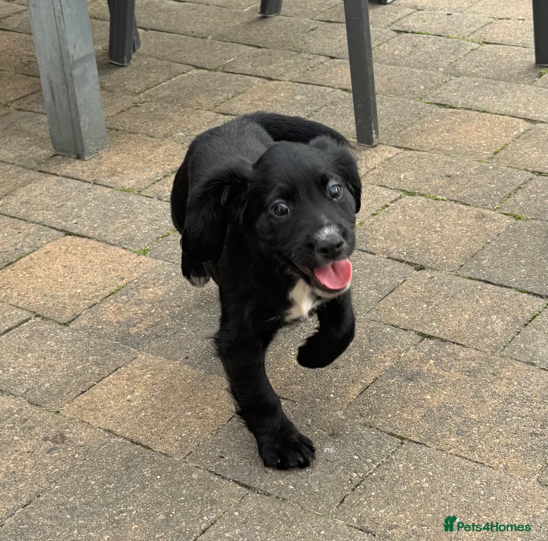 Cocker Spaniel dogs for sale: Working Cocker Spaniel pups in Houghton le Spring - Image 8