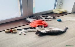 Domestic Shorthair cats for sale: Kittens available for adoption - Image 4