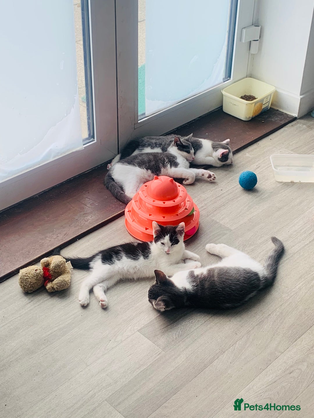 Domestic Shorthair cats for sale: Kittens available for adoption - Image 4