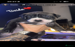 Mixed Breed dogs for sale: Beautiful 8 week old pups  - Advert 4