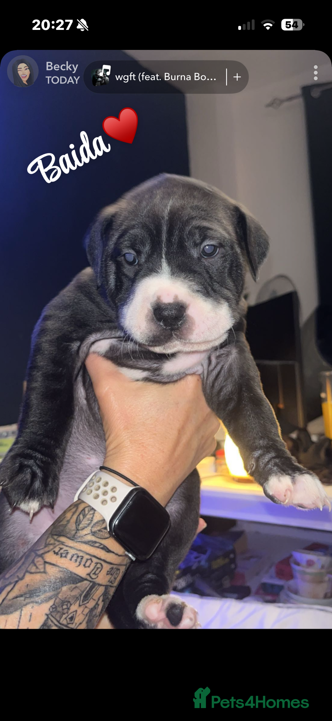 Mixed Breed dogs for sale: Beautiful 8 week old pups  - Advert 4