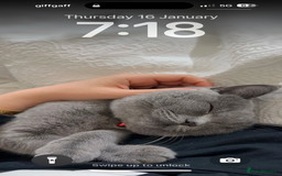 British Shorthair cats for sale: with all his belongings-litter box,bed,bowls,toys. - Image 5