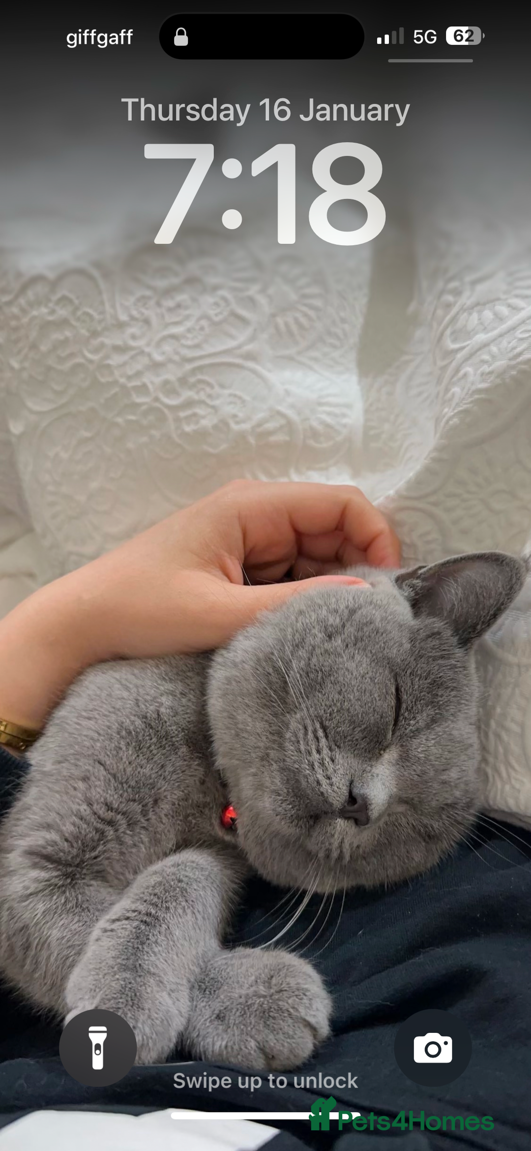 British Shorthair cats for sale: with all his belongings-litter box,bed,bowls,toys. - Image 5