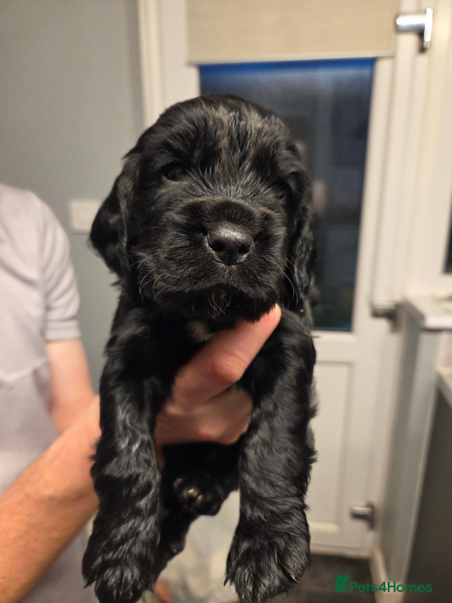 Cocker Spaniel dogs Beautiful litter of 5 male cocker spaniels  - Advert 14